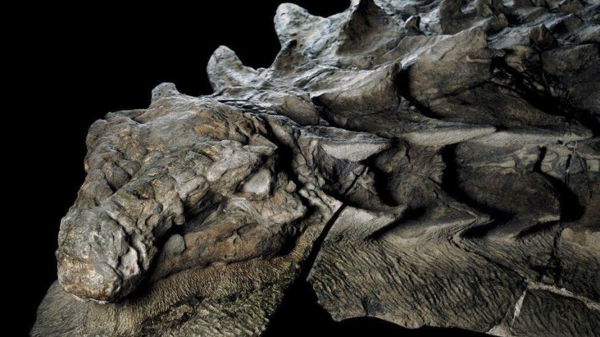 El asombroso hallazgo de un fósil de dinosaurio "intacto" que parece una estatua