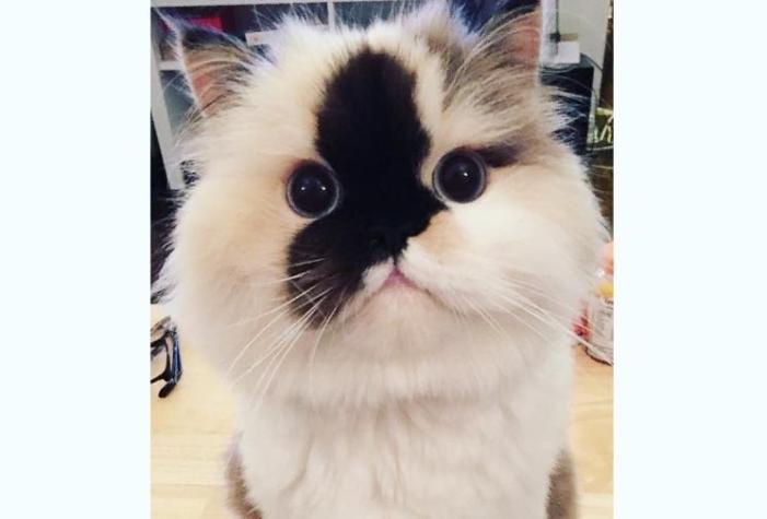 Smudge: la famosa gata que tiene más de 45 mil seguidores en Instagram