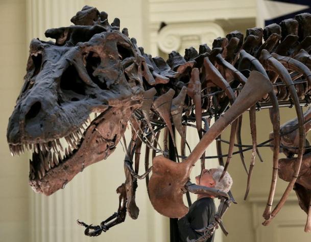 El Tiranosaurio rex podía morder con la fuerza de tres automóviles