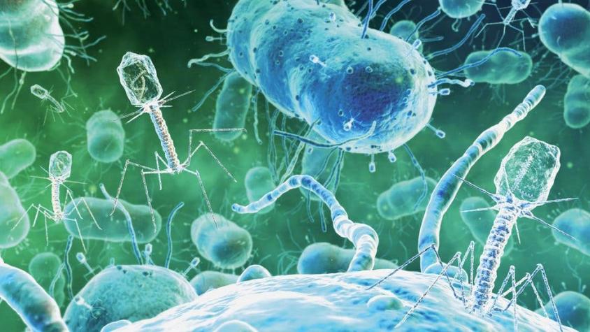 Virus bacteriófagos: la técnica que promete ser una alternativa a los actuales antibióticos