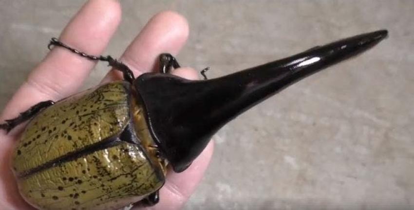 [VIDEO] La sorprendente metamorfosis de un escarabajo hércules
