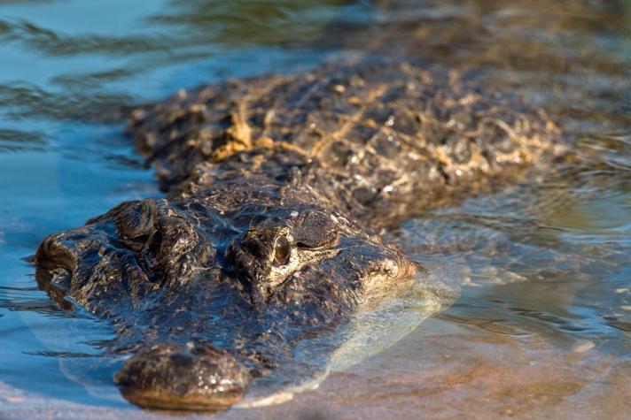 Cleatus: "el cocodrilo más solitario de mundo" es reubicado a su habitat original