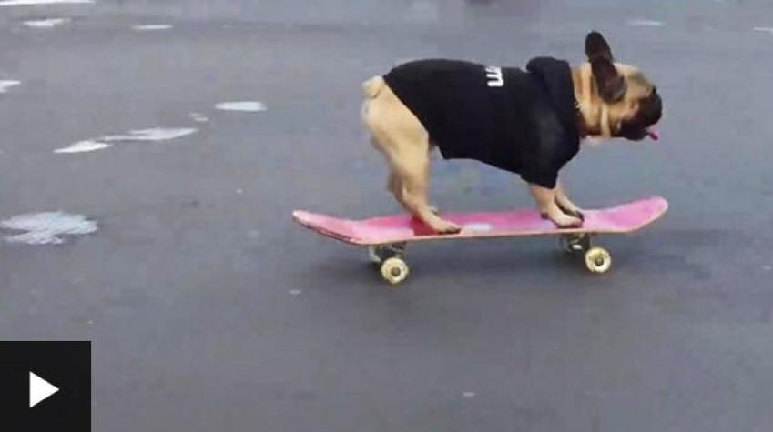[VIDEO] El divertido talento de un cachorro de bulldog para andar en patineta