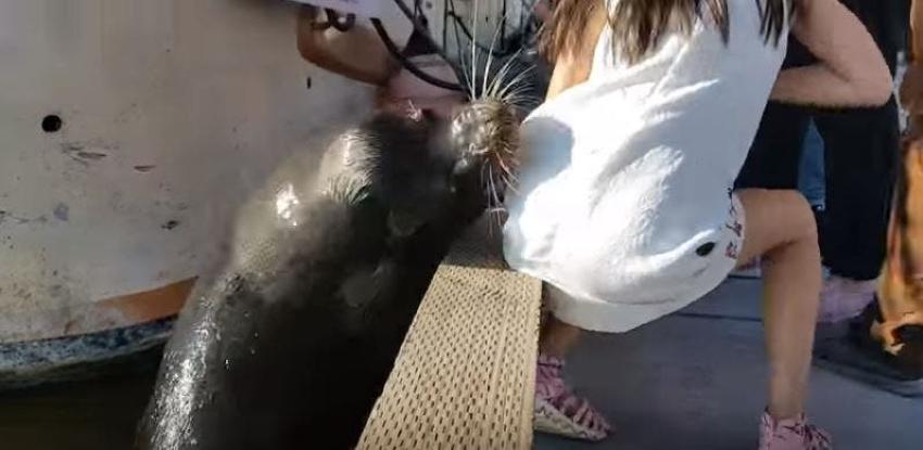 [VIDEO] El tenso rescate a una joven "capturada" por un lobo marino