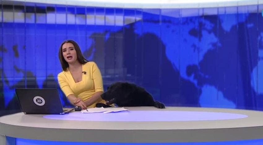 Un perro se convierte en el nuevo rostro de un noticiero en Rusia