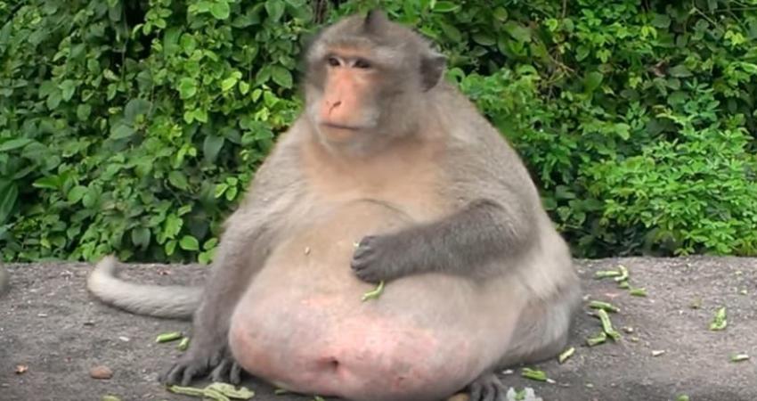 "Tío Gordo": el mono adicto a la comida chatarra que fue sometido a una estricta dieta