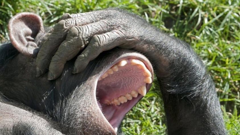 Por qué a algunos humanos, chimpancés y ratas les gustan las cosquillas