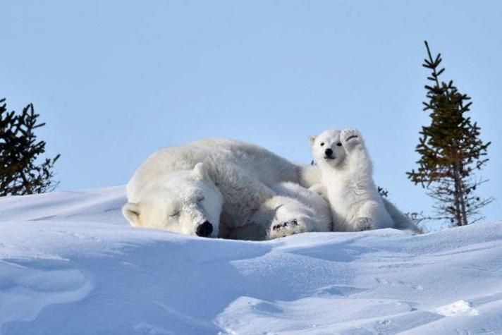 [FOTOS] El oso polar que saludó a la cámara y desató el nuevo desafío de internet
