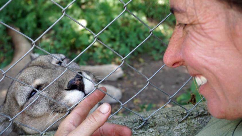 Kai Pacha, la argentina que se crió entre pumas y se relacionó con humanos para poder salvarlos
