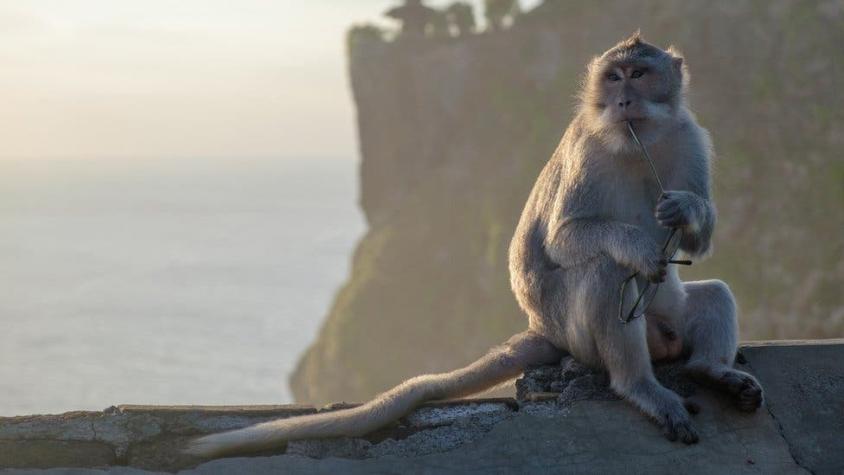 La "mafia" de macacos en Bali que roba a los turistas y les exige una recompensas