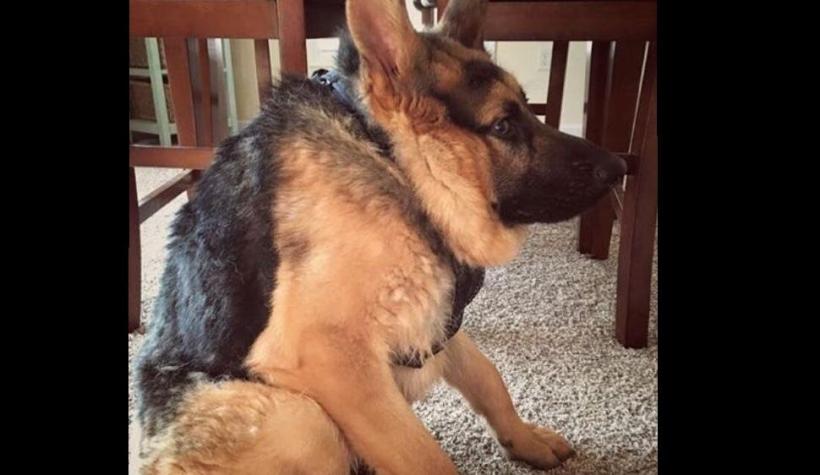 Quasimodo: el perro que conmovió en las redes sociales por una malformación