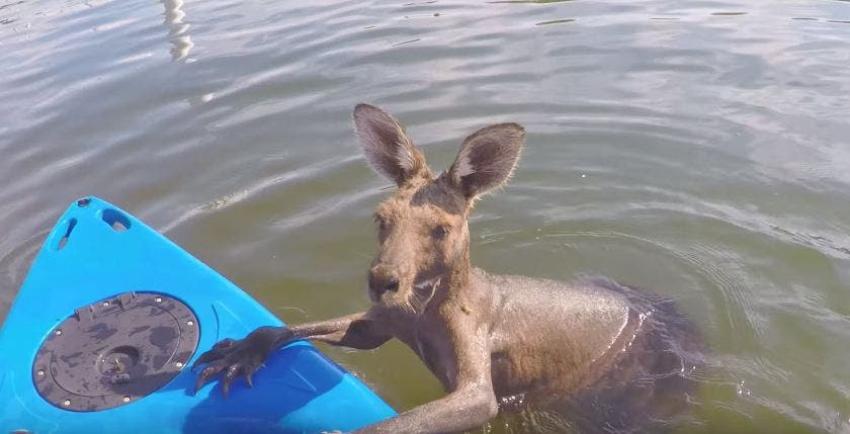 [VIDEO] El arduo rescate a un canguro que se cayó al agua
