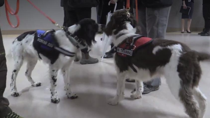 Angus y Dodger, los perros que cazan superbacterias en un hospital de Canadá