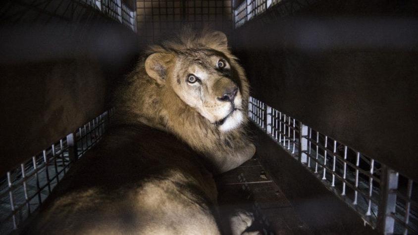 El trágico final de dos leones rescatados de un circo en Perú