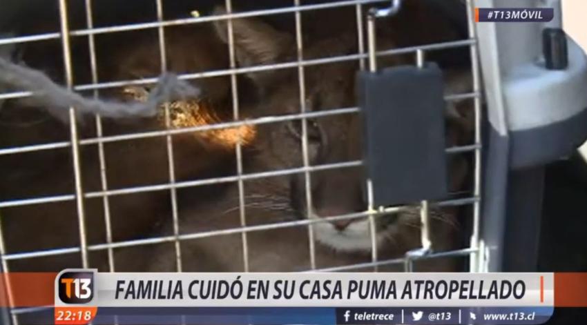 [VIDEO] Familia salvó de la muerte a una pequeña Puma