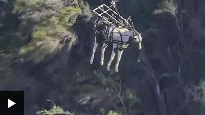 [VIDEO] El impresionante rescate aéreo de un caballo herido