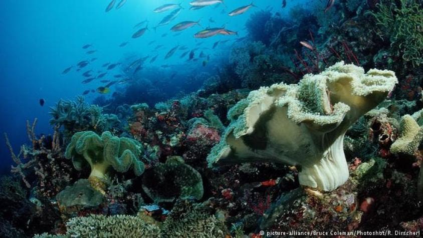Los cinco mayores peligros para los océanos del mundo