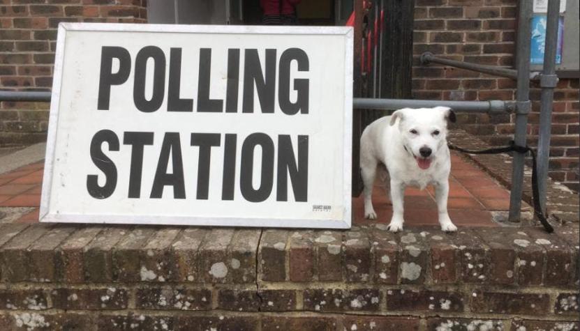 #Dogsatpollingstations: Británicos concurren a votar acompañados por sus perros