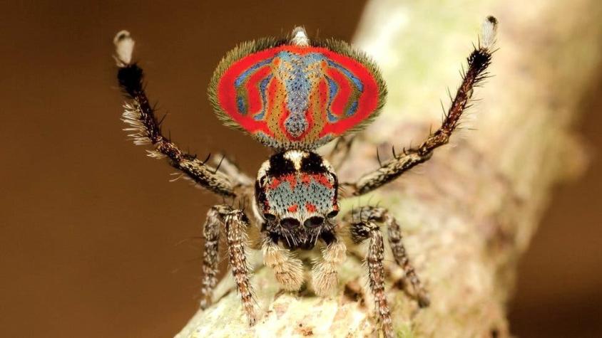 Las aterradoras arañas australianas que asustan pero no hacen daño