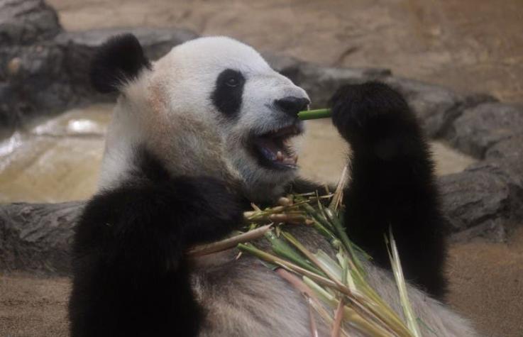 Nace un panda en un zoológico de Japón