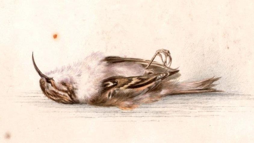 La exquisita acuarela de una ave de hace 118 años y otros objetos hallados en la Antártica