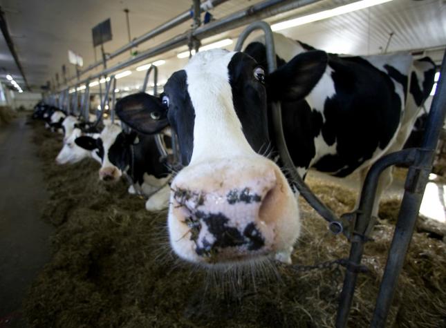Y las vacas vuelan: el plan para importar 4.000 cabezas de ganado a Qatar