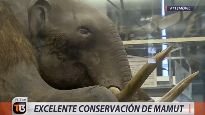[VIDEO] Deportes 13 en Rusia: El impresionante mamut del museo de San Petersburgo