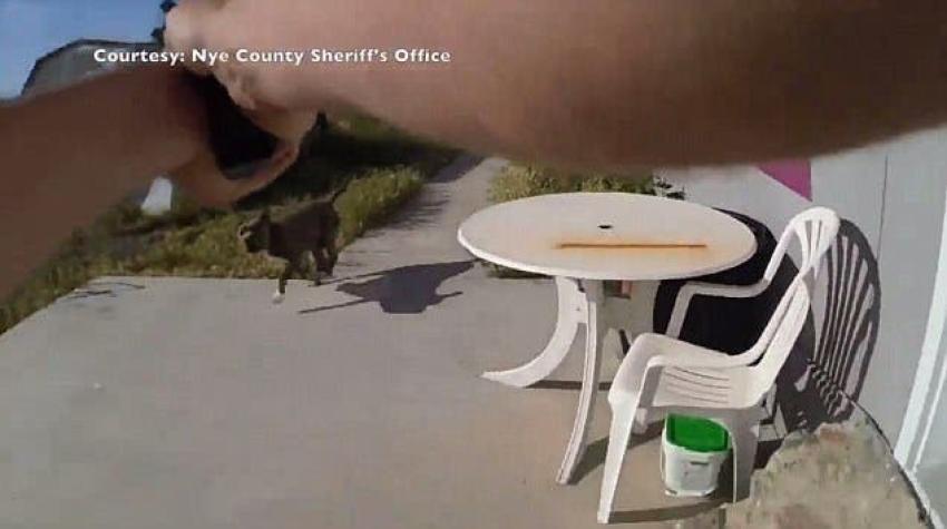 Indignación en Estados Unidos por policía que le disparó a un perro tras una falsa alarma de robo