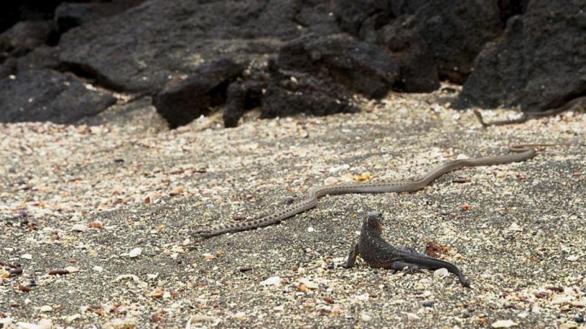 Iguana vs serpientes: BBC responde por dudas de veracidad de galardonado documental