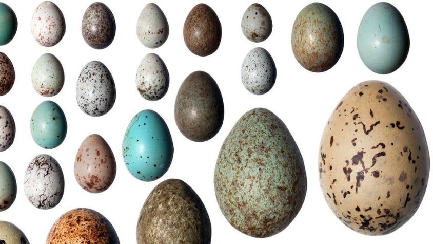 ¿Por qué los huevos de las aves tienen formas tan distintas?