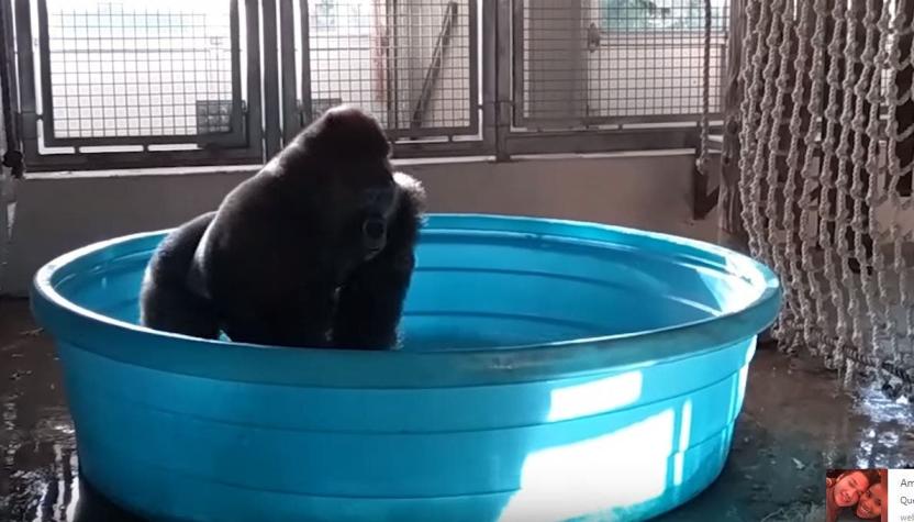 ¿Por qué baila este gorila del zoológico de Dallas?