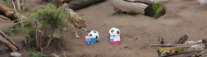 Copa Confederaciones: Lobo pronostica triunfo chileno frente a Australia