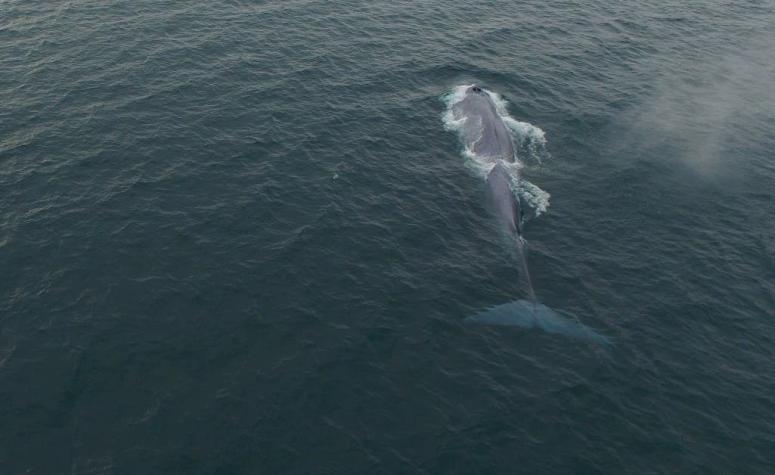 [VIDEO] Una ballena de 15 metros se paseó frente a la costanera de Chonchi