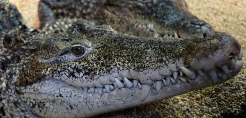 Un cocodrilo ataca a un hombre cuando orinaba en una laguna de Cancún