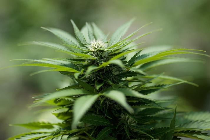 Marihuana legal gana terreno en el mercado de California