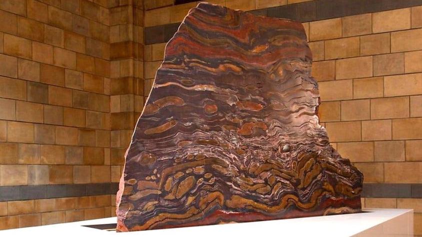 La impresionante roca que cuenta la historia de los organismos más complejos en la Tierra