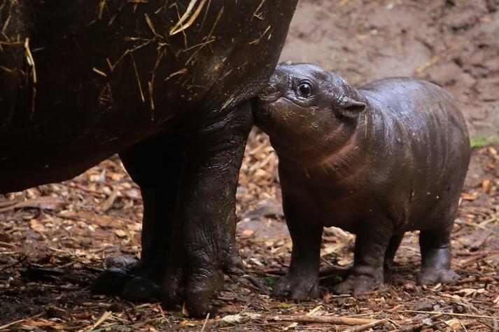 Buin Zoo presenta a nueva cría de hipopótamo pigmeo