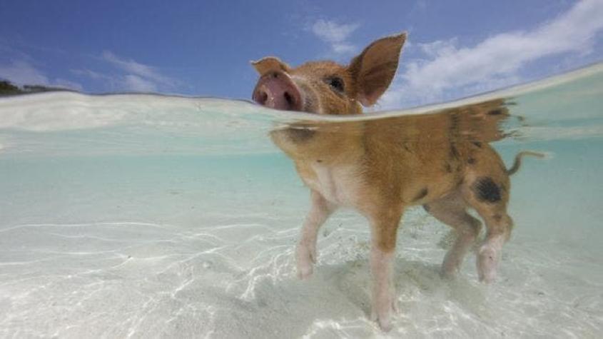Los cerdos que tienen su propio paraíso en una pequeña isla de Bahamas