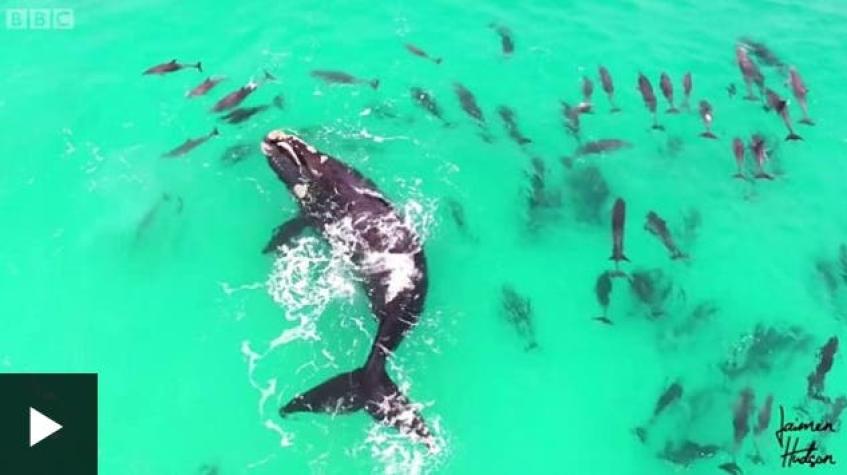 [VIDEO] Las espectaculares imágenes de una ballena jugando con delfines en la costa de Australia