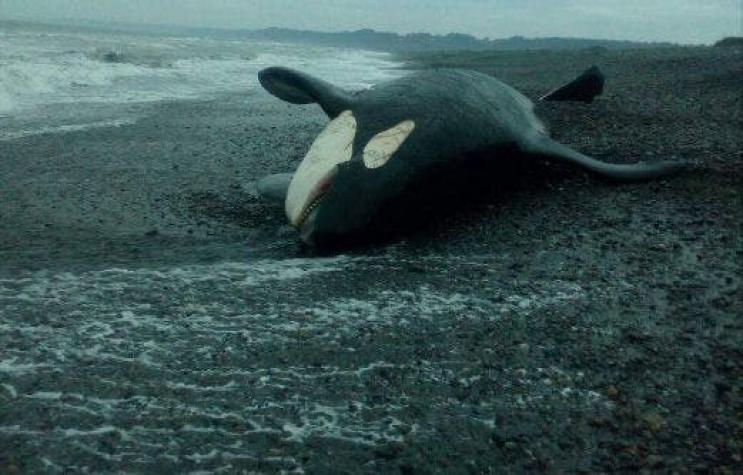 Encuentran orca varada en playa de Santo Domingo