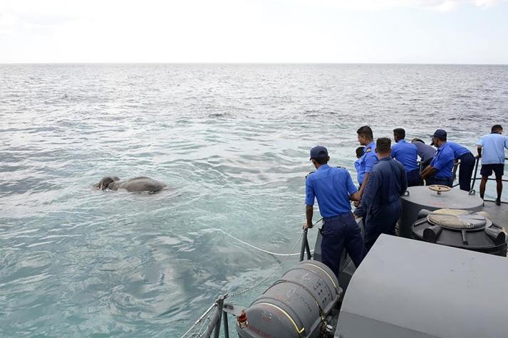 [VIDEO] El "milagroso" rescate a un elefante que fue arrastrado al mar en Sri Lanka