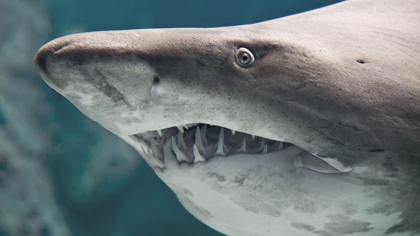 El extraordinario tiburón capaz de habitar en agua dulce y salada