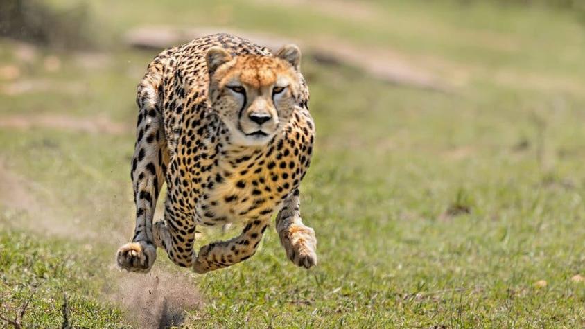 ¿Por qué la chita es el animal que corre más rápido? (aunque no tenga los músculos más fuertes)