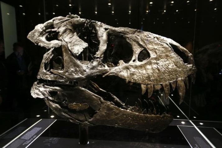 El temible Tiranosaurio Rex no hubiera podido cazar a un ser humano