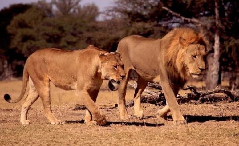 Asesinan a Xanda, el hijo del recordado león Cecil que fue cazado por un dentista