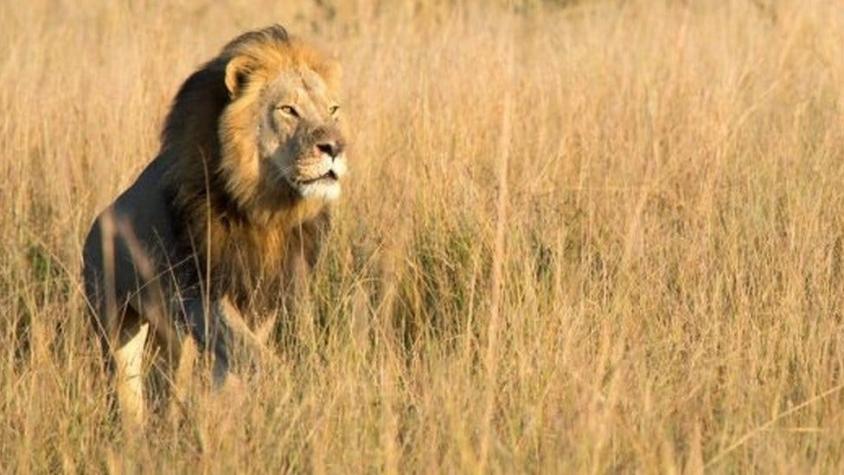 Xanda, el hijo del león Cecil, muere a manos de otro cazador de trofeos en Zimbabue