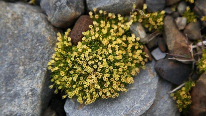 Clavel antártico, la planta reproducida en Chile que puede protegernos de los rayos UV