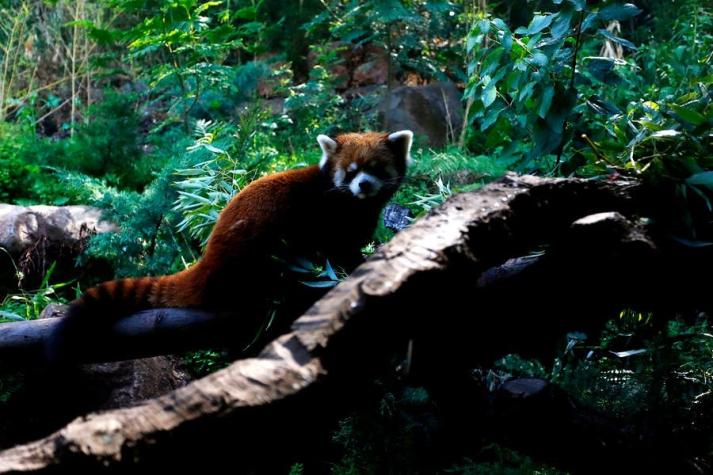[VIDEO] Así fue el rescate del Panda Rojo que escapó del Zoológico Metropolitano