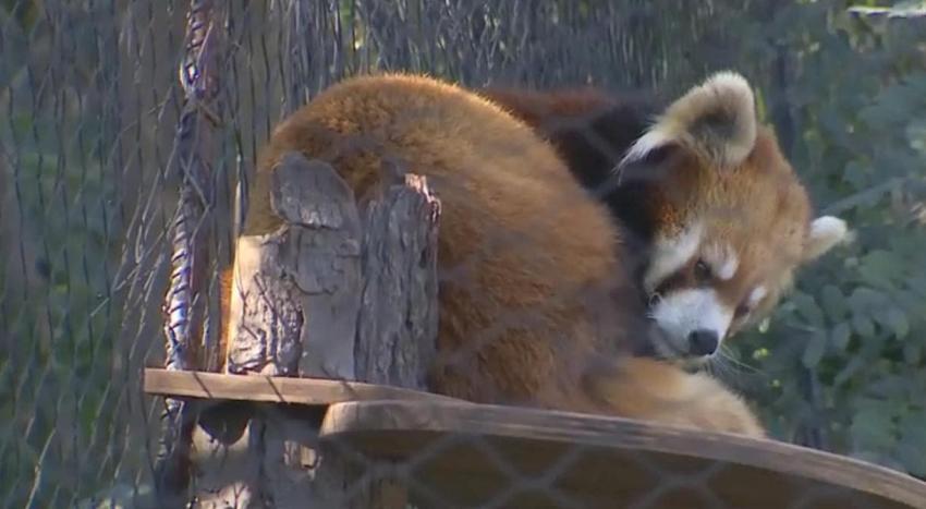 [VIDEO] Seguridad del Zoológico Nacional en entredicho tras fuga de panda rojo