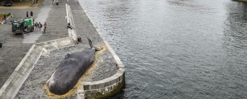 Una ballena encallada tiene atónitos a los transeúntes de París